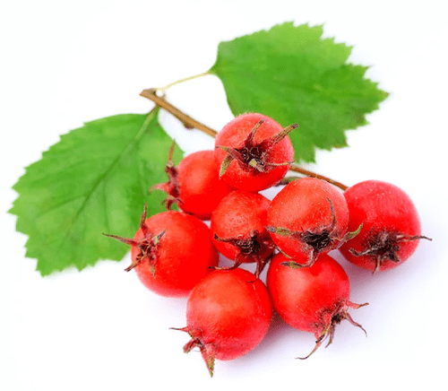 Hawthorn in toner